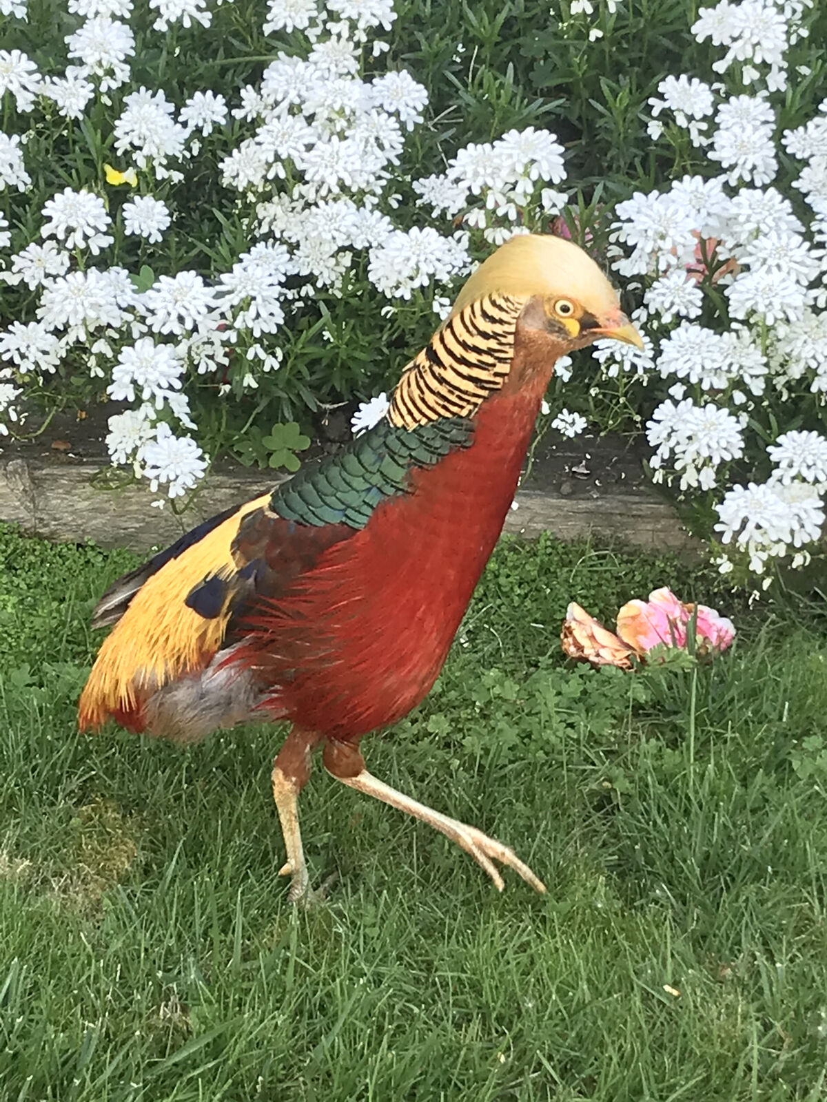 Lord Pheatherington